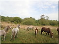 Ponies on Fairwood Common