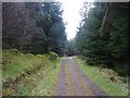 Logging road, Fearnoch Forest