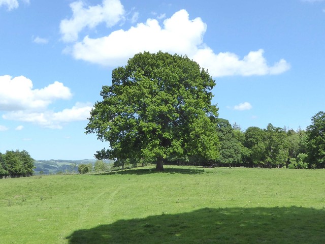Sycamore  tree on Golden Hill
