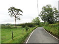 Pyrwydd Albanaidd unig wrth y B4342 / A solitary Scots pine by the B4342