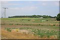 Fallow field near Firs Farm