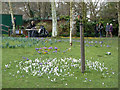 Crocuses, Kelsey Park