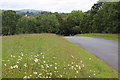 Edge of meadow, Llwyncelyn LNR