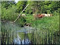 Cattle by the River Cherwell