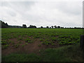TL9398 : Sugar beet crop by David Pashley