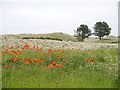 Poppies in the Sand Dunes Bamburgh