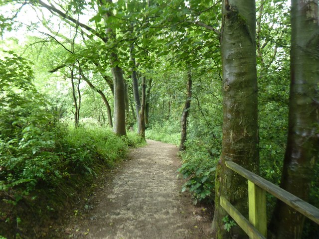 Path in Springbank Wood