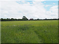 Southeast view over grassland