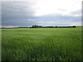 Barley field near Scredington