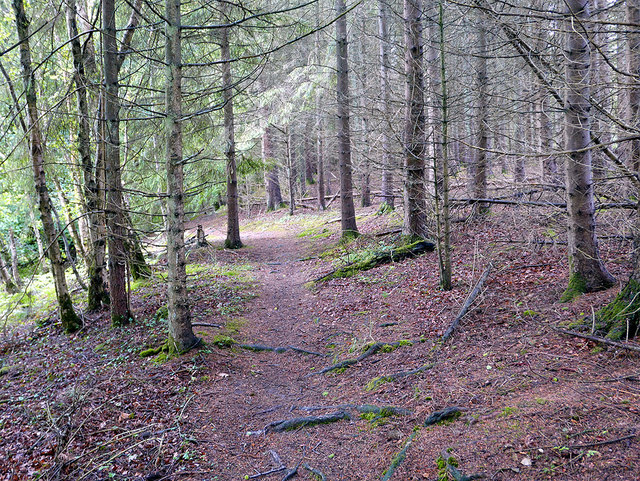 Footpath through the woods