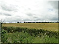 Field of Barley at Hill Farm, Spooner Row