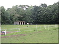 Horses at Bottomcraig