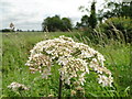 Common Hogweed coming into flower