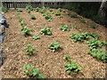 Yacon plantation in Alara Permaculture Forest Garden