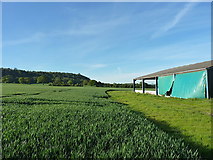 SJ5314 : Barn in a field of wheat by Richard Law