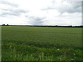 Cereal crop near the River Dee 