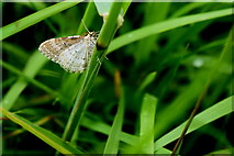 H5657 : Silver-Ground Carpet moth (Xanthorhoe montanata), Tycanny by Kenneth  Allen