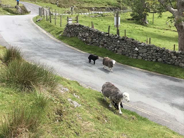 Sheep on the main road through Buttermere