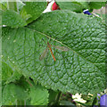 Tiger Cranefly on mint