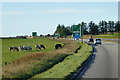 NO8989 : Cows Grazing near the A92 by David Dixon
