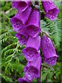 SO7639 : Foxglove flowers by Philip Halling