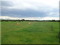 Grazing off Landican Road