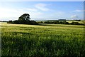 SU5182 : Farmland, Blewbury by Andrew Smith