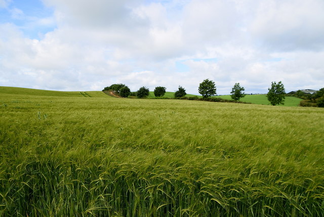 Winter barley, Milltown