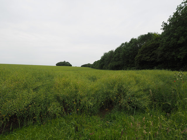 Rape crop in seed with old railway embankment to the North