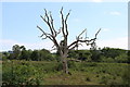 Dead Tree at Parton Mill Bridge