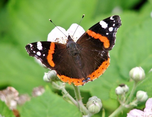 Red Admiral butterfly (Vanessa atalanta)... © Evelyn Simak :: Geograph Britain and Ireland