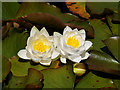 SD5908 : Water Lilies at Haigh Country Park by David Dixon