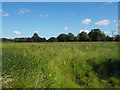 Grassland possibly for hay