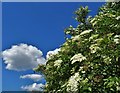 Elderberry blossom, cloud and blue sky