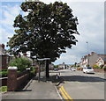 Bus stop and shelter near a tree, Chepstow Road, Newport