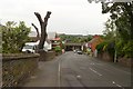 Pollarded tree, Birkdale Residential Home