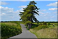 Windbreak trees at Daisy Down Farm