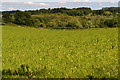 View down field north of Longstock