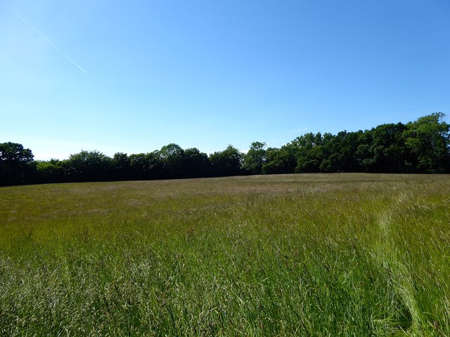 Wood Field