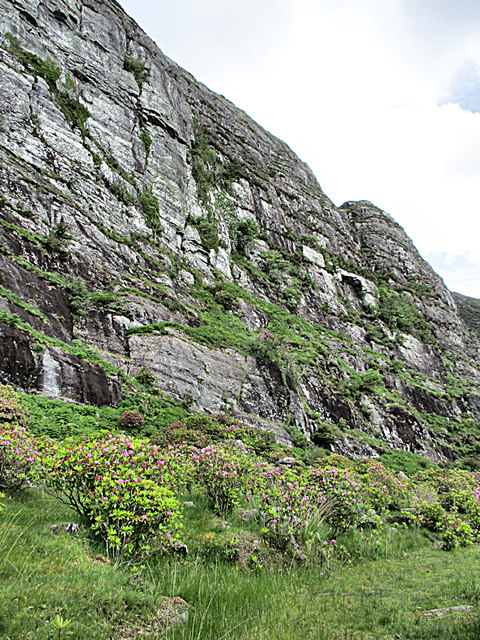 Flowers and Crag