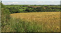 Barley near Thurlibeer