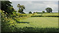 Wheat fields west of Hereford