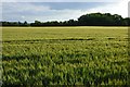 Farmland, Shellingford