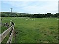 Sheep and lambs at Nab End, Glaisdale