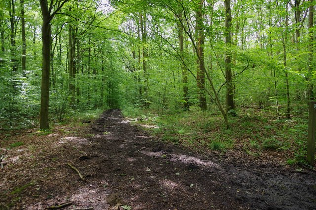 Bridleway in North Wood (part of Ockeridge Wood), near Wichenford, Worcs