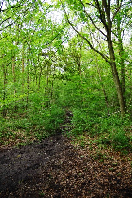 Track in North Wood (part of Ockeridge... © P L Chadwick cc-by-sa/2.0 ...