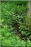SO7962 : Stream in North Wood (part of Ockeridge Wood), near Wichenford, Worcs by P L Chadwick