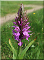 TG4723 : Southern Marsh Orchid, Horsey by Hugh Venables