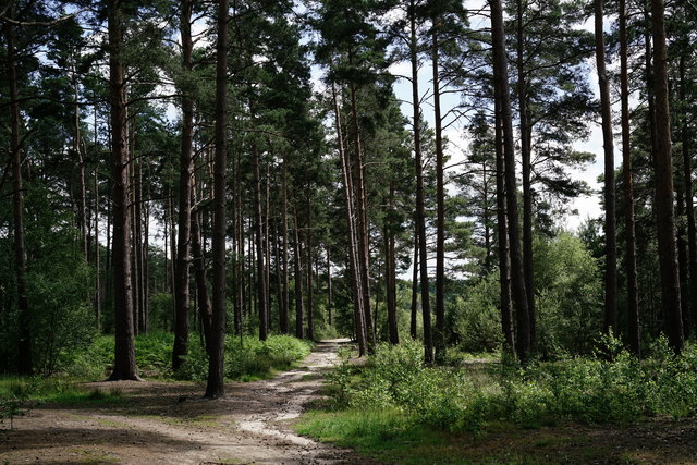 Blackheath Forest © Peter Trimming cc-by-sa/2.0 :: Geograph Britain and ...