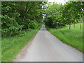 Tree-lined minor road between Colen and Berryfield